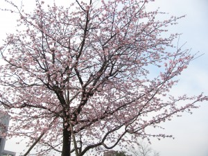 学内で気が早い桜の木を発見しました(・∀・)